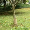 Rola jute 0,25x50 m 100 % juta 200 g/m2