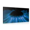 Slika modra gerbera na temnem ozadju - 150x100