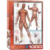 Eurographics Sistem mišića 1000-Pieces Puzzle 6000-2015
