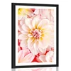 Plakat s paspartujem pastelni cvetovi dalije - 40x60 no frame