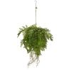 Shishi Viseča praprot zelena 75 cm