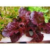 SOLATA RED SALAD BOWL BIG PACK 15gr