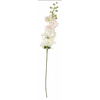 Shishi Svetlo roza cvet Delphinium, višina 95 cm