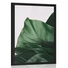 Plakat očarljiv list monstere - 30x45 no frame