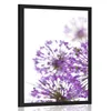 Plakat cvetoči vijolični cvetovi česna - 20x30 no frame