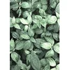 shumee Ob_L_180 Diamantna slika 30x40 - Narava, Listi