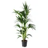 HOWEA FORSTERIANA Lončnica, 24 cm
