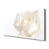 tulup.si Slika na platnu Rose flowers 125x50 cm