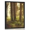 Plakat gozd obsijan s soncem - 20x30 no frame