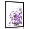 Plakat s paspartujem cvetoči vijolični cvetovi česna - 30x45 silver