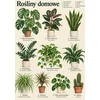 Plakat 30x40 cm Sobne rastline botanični atlas starinskih rastlin