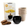 Radis et Capucine SET - Bonsaj, gojenje ginkgo + keramična posoda