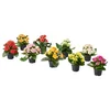 KALANCHOE Biljka u saksiji, kalanhoja odabrane boje, 6 cm
