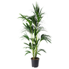 HOWEA FORSTERIANA Biljka u saksiji, 24 cm