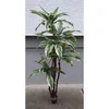 Lilium stablo sanseverija 1X5 1,8m GF141028