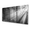 tulup.si Slika na akrilnem steklu Narava forest sončnimi žarki 120x60 cm 4 obešalnika