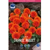 Čebulice Dalija Orange nugget, 1 kos