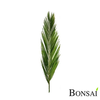 Naravna palmina veja stabilizirana 120 cm - zelena - 101 do 150 cm