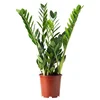 ZAMIOCULCAS Biljka u saksiji, palma zamija, 17 cm