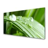 tulup.si Steklena slika Leaf dew drops 120x60 cm 2 obešalnika