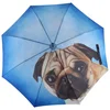 Doppler Modern Art Lazy Dog