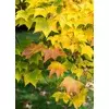 KOLHIŠKI JAVOR, ACER CAPPADOCICUM RUBRUM