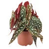 BEGONIA MACULATA Biljka u saksiji, pegava begonija, 12 cm