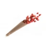 Chaks Snop trav - Phalaris roza 60 cm