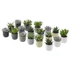 SUCCULENT Lončnica s cvetličnim loncem, sočnica mešane barve, 6 cm