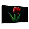 Slika rdeča tulipanova eleganca - 30x20