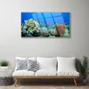 tulup.si Slika na steklu Barrier reef narava 100x50 cm 4 obešalnika