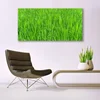 tulup.si Slika na akrilnem steklu Narava green grass turf 140x70 cm 4 obešalnika