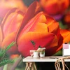 Fototapeta čudoviti tulipani na travniku - 294x270