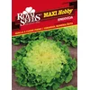 SEME ROYAL SEEDS 170 Endivija eskariol rumena