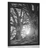 Plakat veličastna drevesa v črnobeli varianti - 20x30 no frame