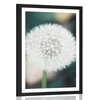 Plakat s paspartujem bela puhasta regratova lučka - 60x90 no frame