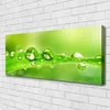 tulup.si Slika na platnu Rastlina leaf dew drops 120x60 cm