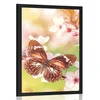 Plakat spomladanske rože z eksotičnimi metulji - 40x60 no frame