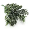 shumee Stabiliziran Ruscus - (Ruscus) - Zelen