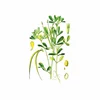 Grčko seme – Piskavica (Trigonella foenum graecum), 100g