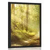 Plakat s paspartujem sončni žarki v gozdu - 60x90 no frame