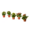 KALANCHOE Lončnica, Blossfeldova kalanhoja različne barve, 10.5 cm