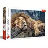 Trefl Trefl puzzle Sleeping Lion 1000 delova