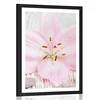 Plakat s paspartujem rožnata lilija in Zen kamni - 30x45 white