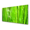 tulup.si Slika na akrilnem steklu Grass nature rastlin 120x60 cm 2 obešalnika
