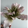 PROTEA
