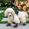 Crne cipele za pse - Black Dog Shoes
