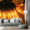 Fototapeta gerbera na temnem ozadju - 245x165