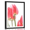 Plakat s paspartujem rdeče polje tulipanov - 40x60 white
