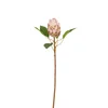 PROTEA